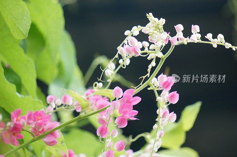 墨西哥蔓生植物(也称为Antigonon leptopus，珊瑚藤，女王花环，Coralita，蜜蜂灌木)花。这种植物对普通流感、痛经和许多其他症状都有疗效